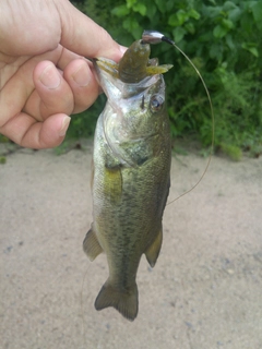 ラージマウスバスの釣果