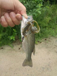 ラージマウスバスの釣果