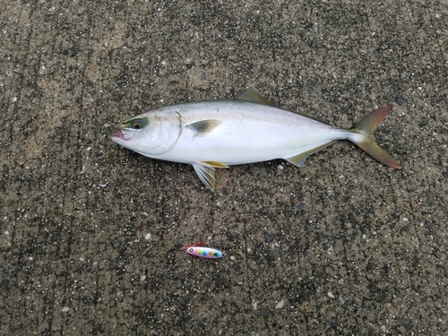 ツバスの釣果