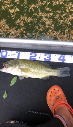 ブラックバスの釣果