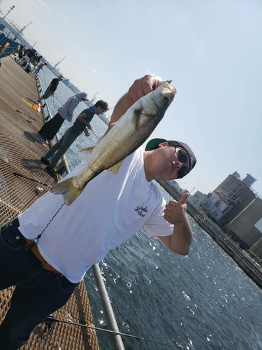 セイゴ（マルスズキ）の釣果