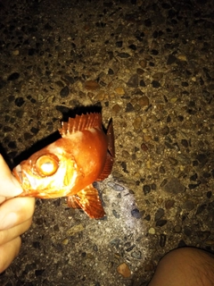 キントキダイの釣果