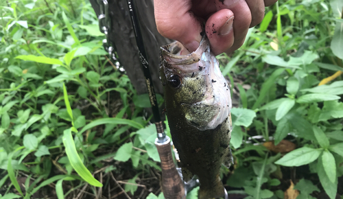 ブラックバスの釣果