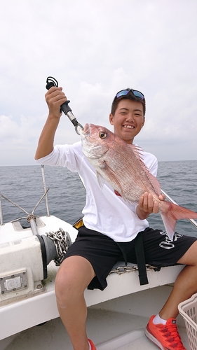 マダイの釣果