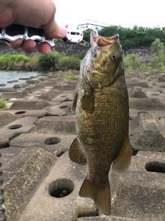 スモールマウスバスの釣果