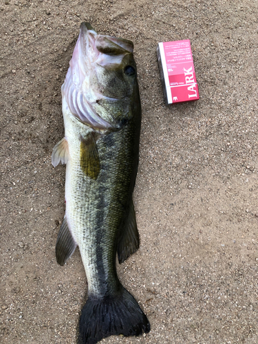 ラージマウスバスの釣果