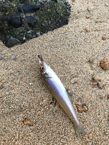 キスの釣果