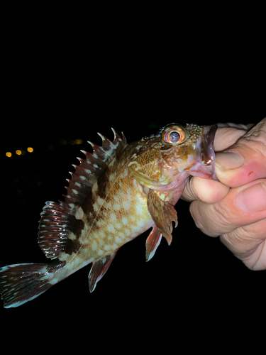 カサゴの釣果