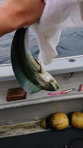 シイラの釣果