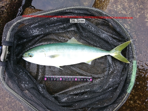 ツバイソの釣果