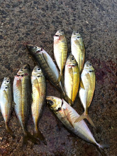 アジの釣果