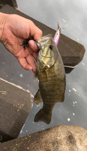 スモールマウスバスの釣果