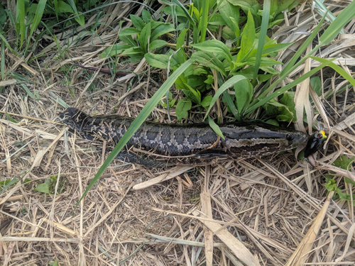 ライギョの釣果