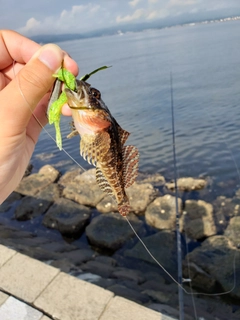 アナハゼの釣果