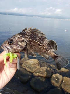 クロソイの釣果