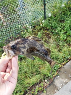 クロソイの釣果