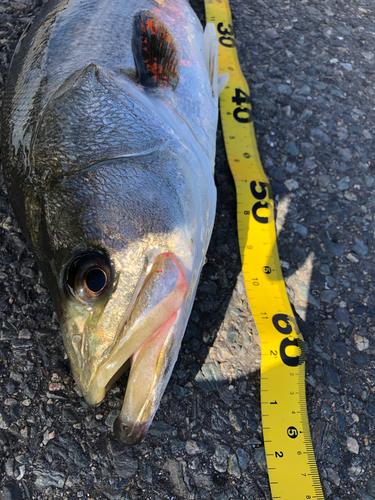 スズキの釣果