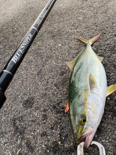 ハマチの釣果