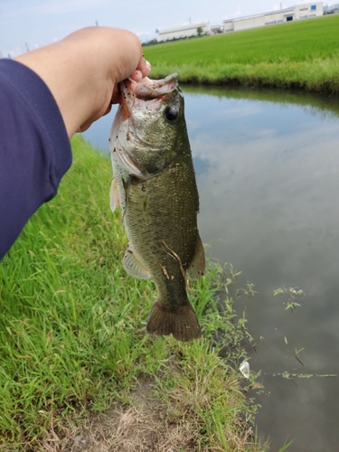 釣果