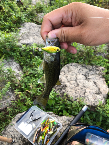 ブラックバスの釣果