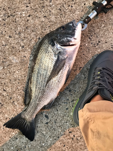 チヌの釣果