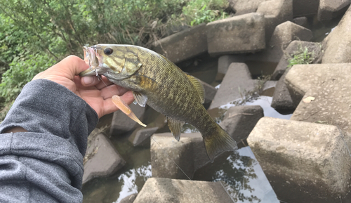 スモールマウスバスの釣果