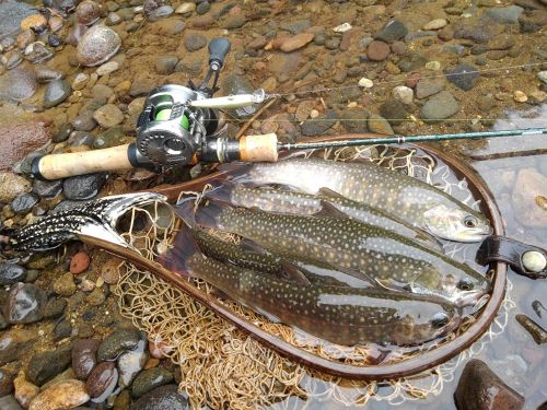 イワナの釣果