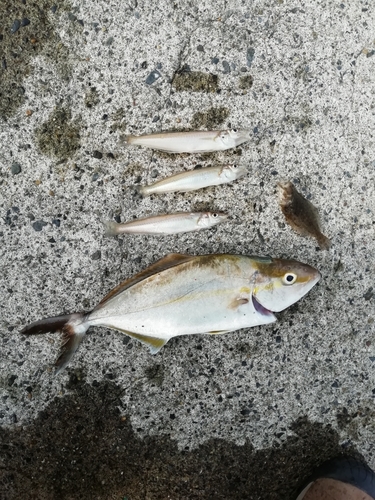 ショゴの釣果