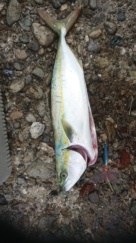 ツバスの釣果