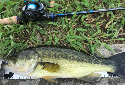 ブラックバスの釣果