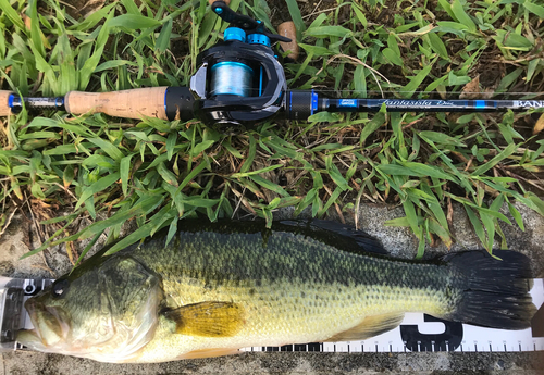 ブラックバスの釣果