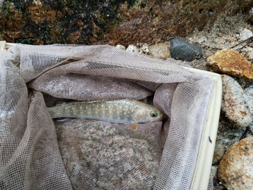 イワナの釣果