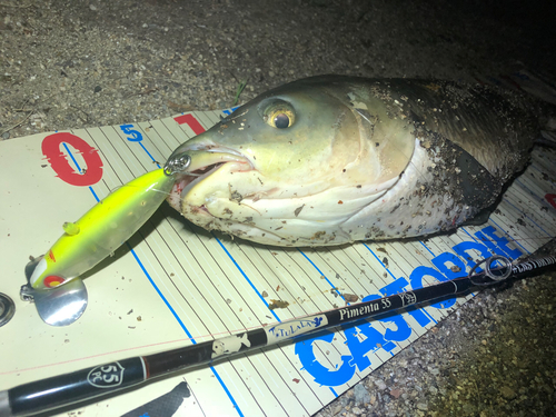 ソウギョの釣果