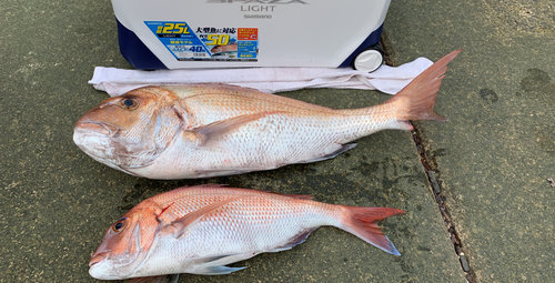 マダイの釣果