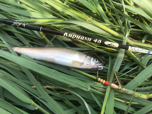 アユの釣果