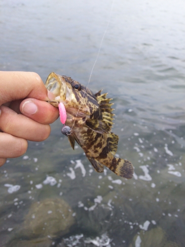 タケノコメバルの釣果