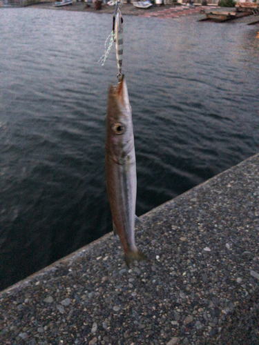 カマスの釣果