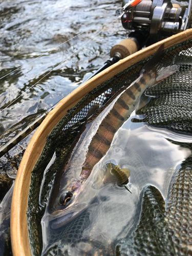 ヤマメの釣果