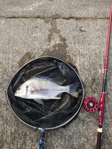 キチヌの釣果