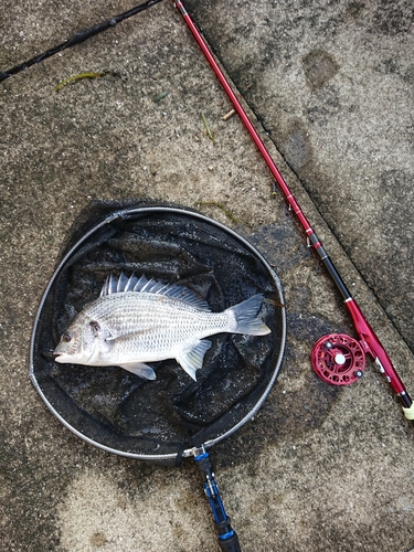 キチヌの釣果