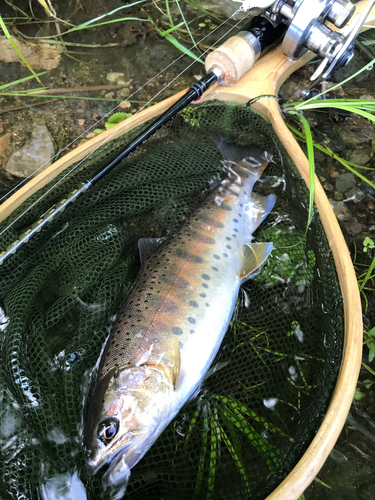 ヤマメの釣果