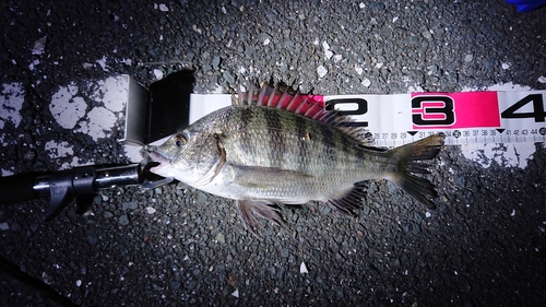 クロダイの釣果