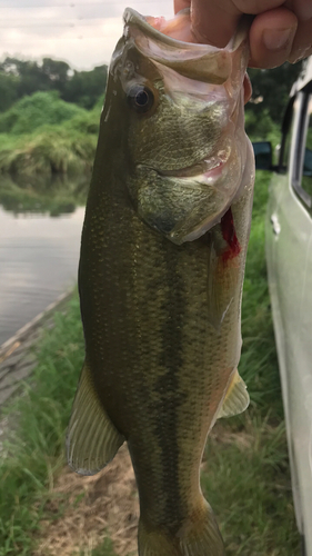 ラージマウスバスの釣果