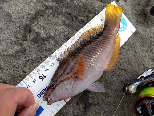 アカササノハベラの釣果