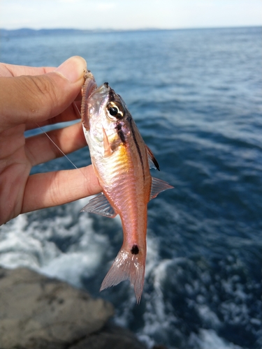 ネンブツダイの釣果