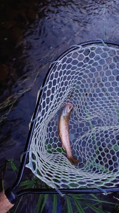 ヤマトイワナの釣果