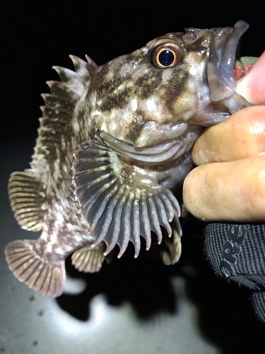 オウゴンムラソイの釣果