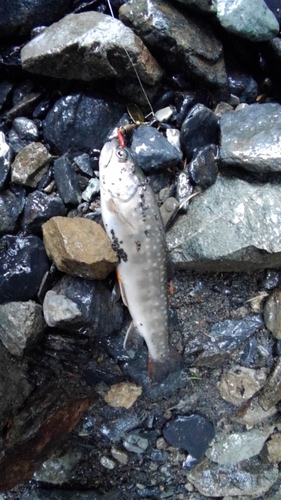 ニッコウイワナの釣果