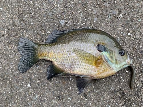 ブルーギルの釣果