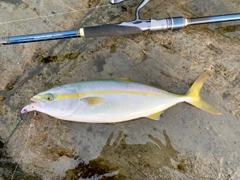 イナダの釣果